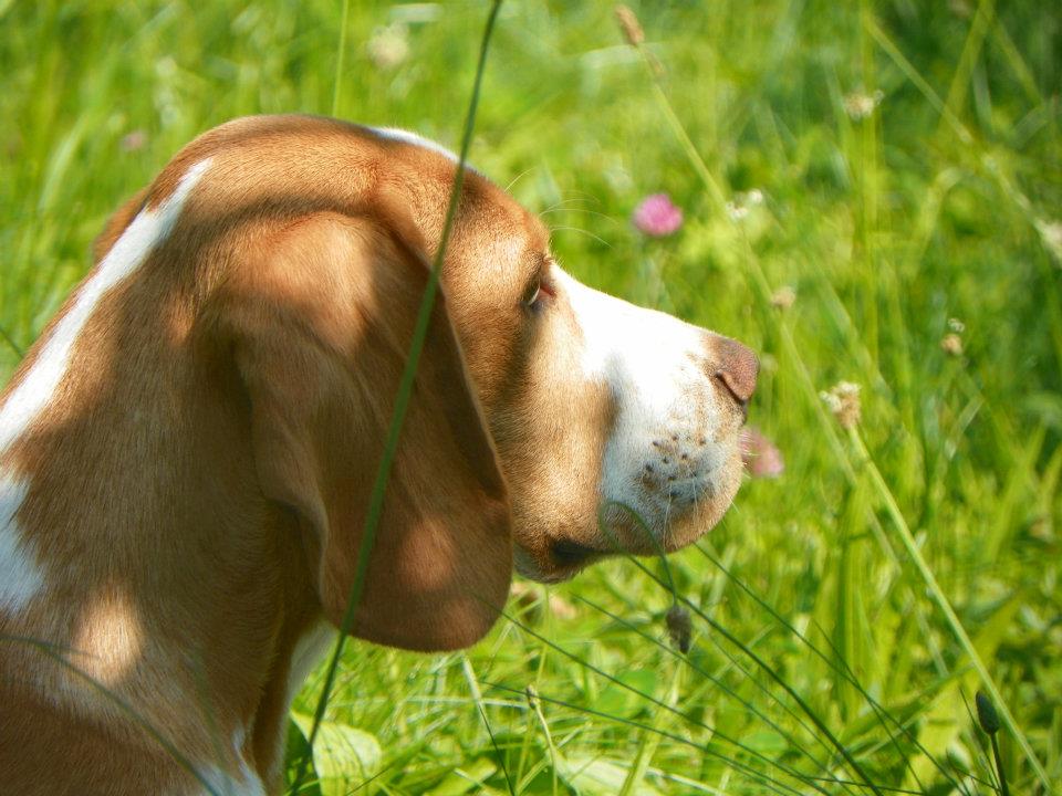 Toast, il mio Beagle