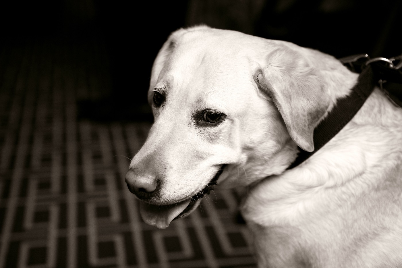 friendly hotels denver heavenly friendly hotels for you and your fur baby friendly hotels denver heavenly friendly hotels for you and your fur baby