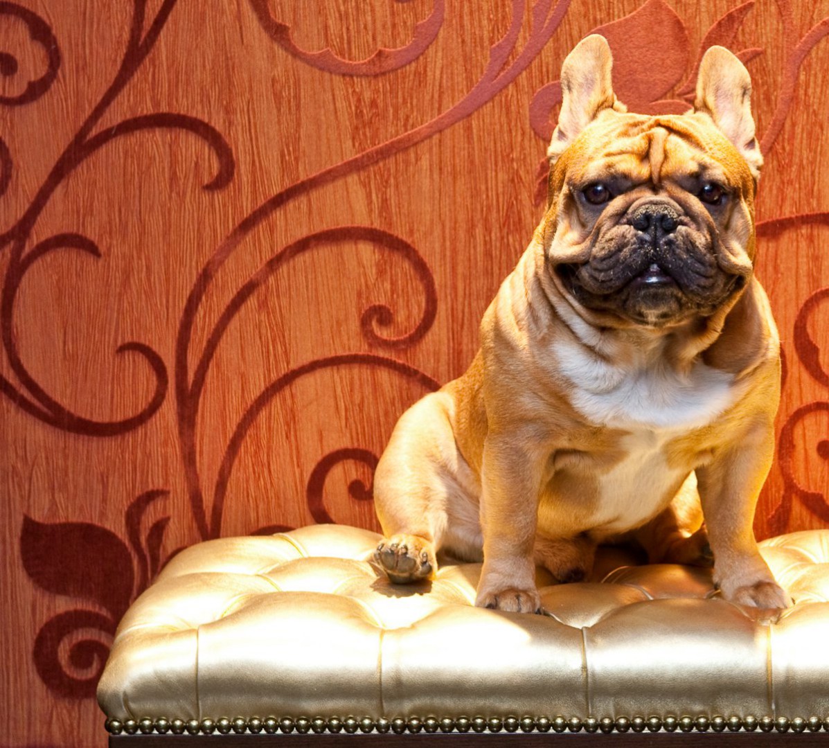 Hippo, the L'Hermitage Mascot Celebrity hotels Vancouver