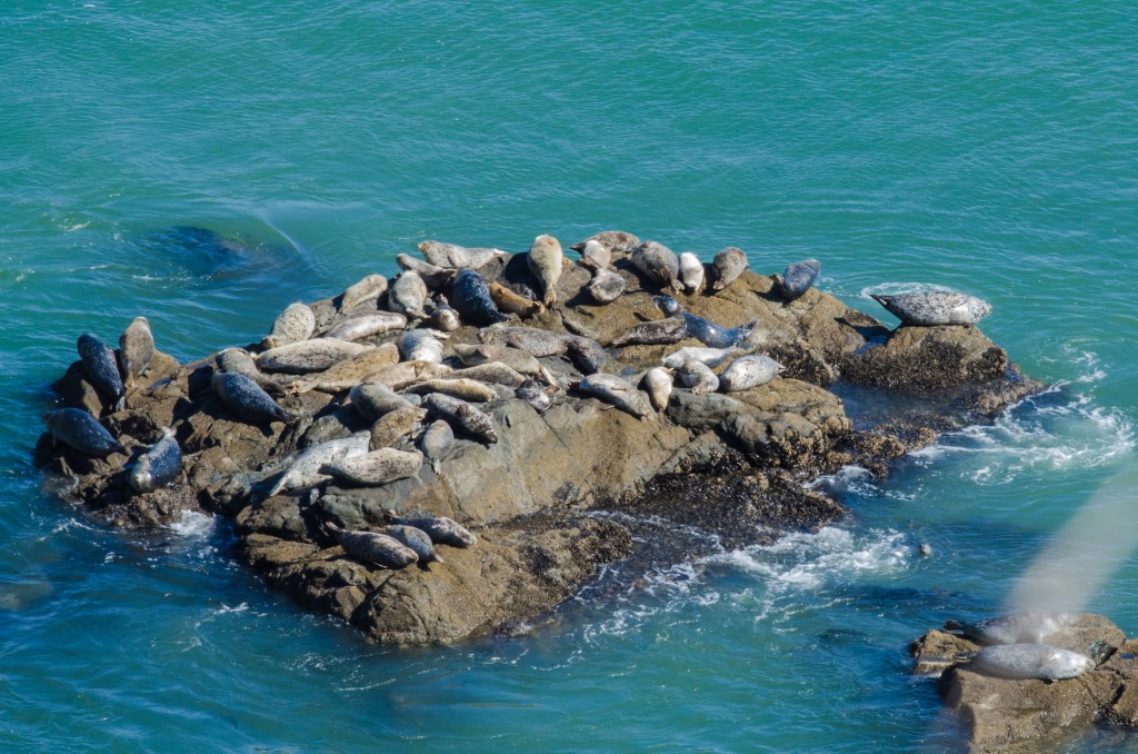 Pacific Harbor Seals