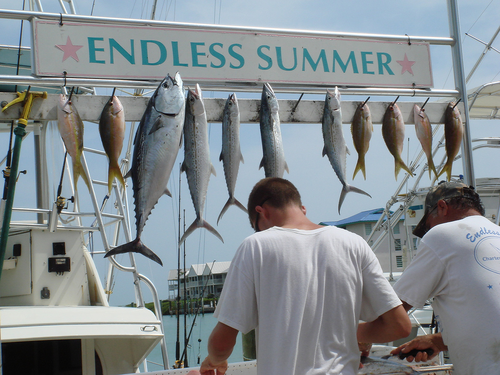 A collection of delicious fish. Hawks Cay Resort Fishing
