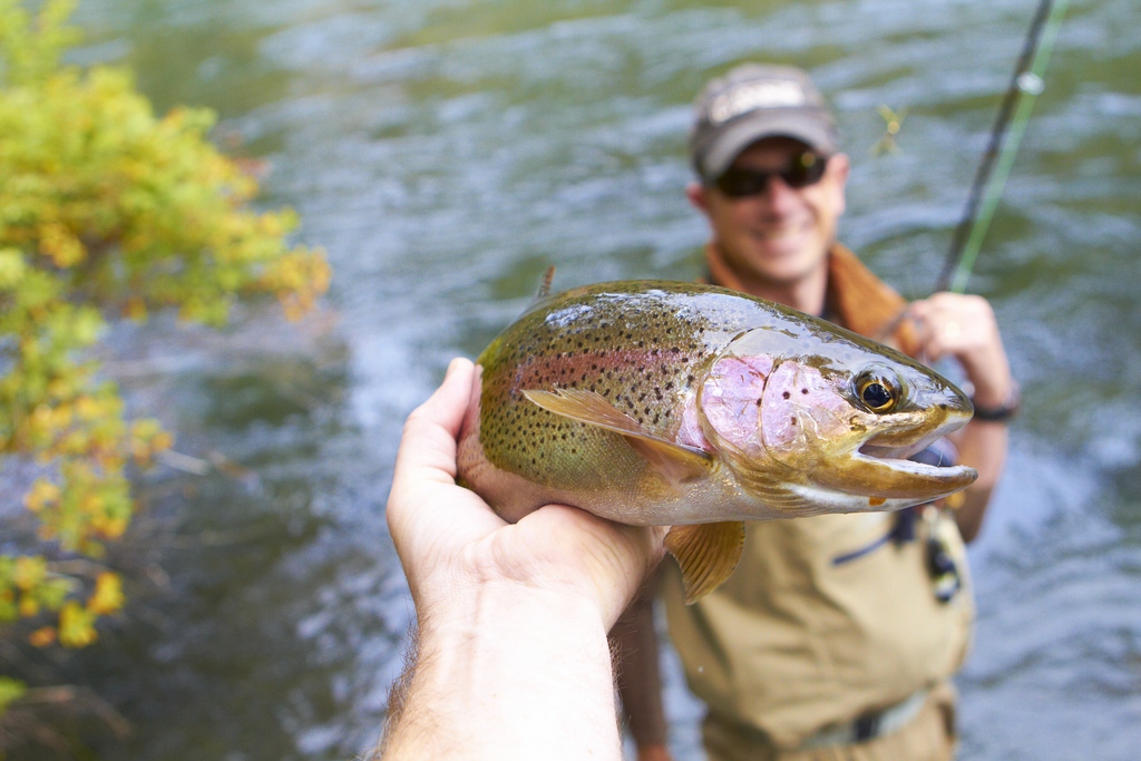 River's full of squirming trout Fishing resorts USA