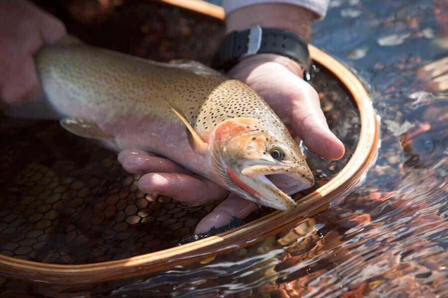Ample stock of Rainbow trout. Fishing resorts in Montana