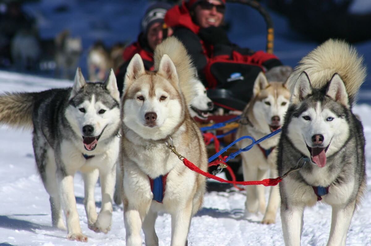Canada dog sledding