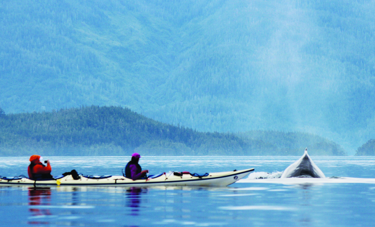 Killer Whale Watching