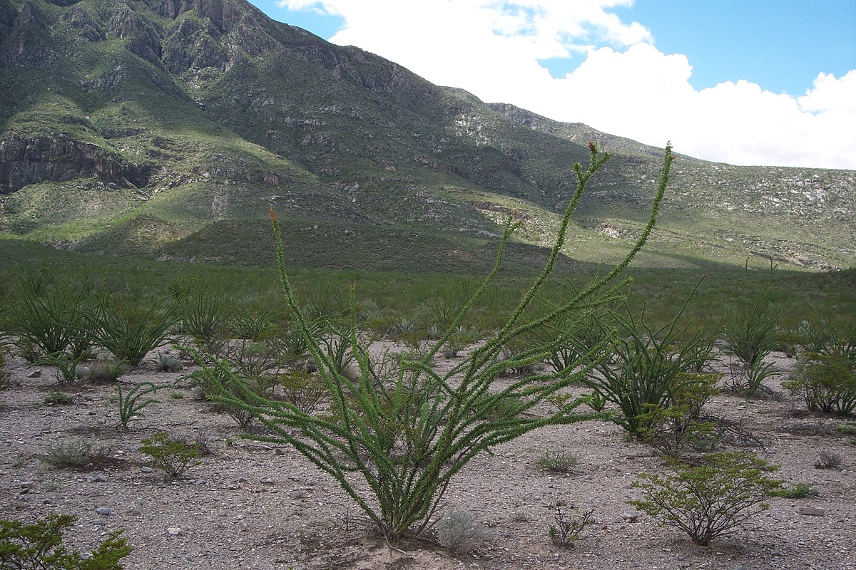 Reserva Mapimí Durango