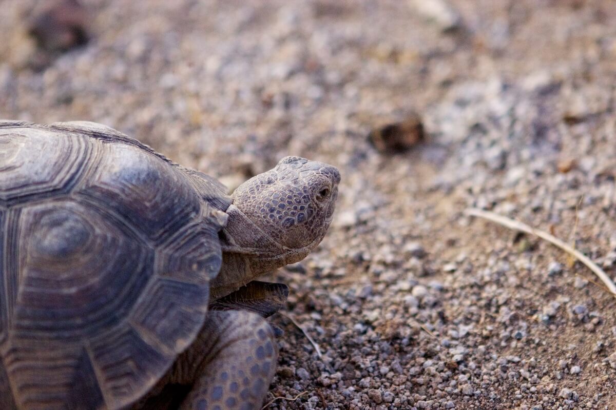 Tortuga Zona del Silencio Durango