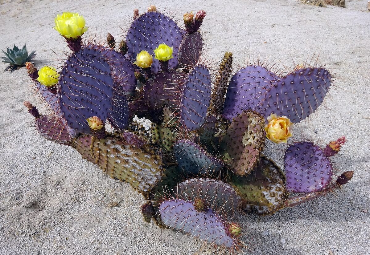 Cactus Zona Silencio Durango