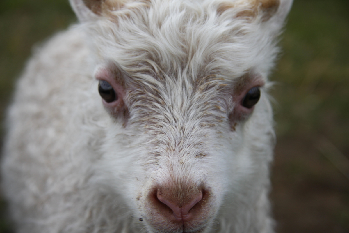 Lammas