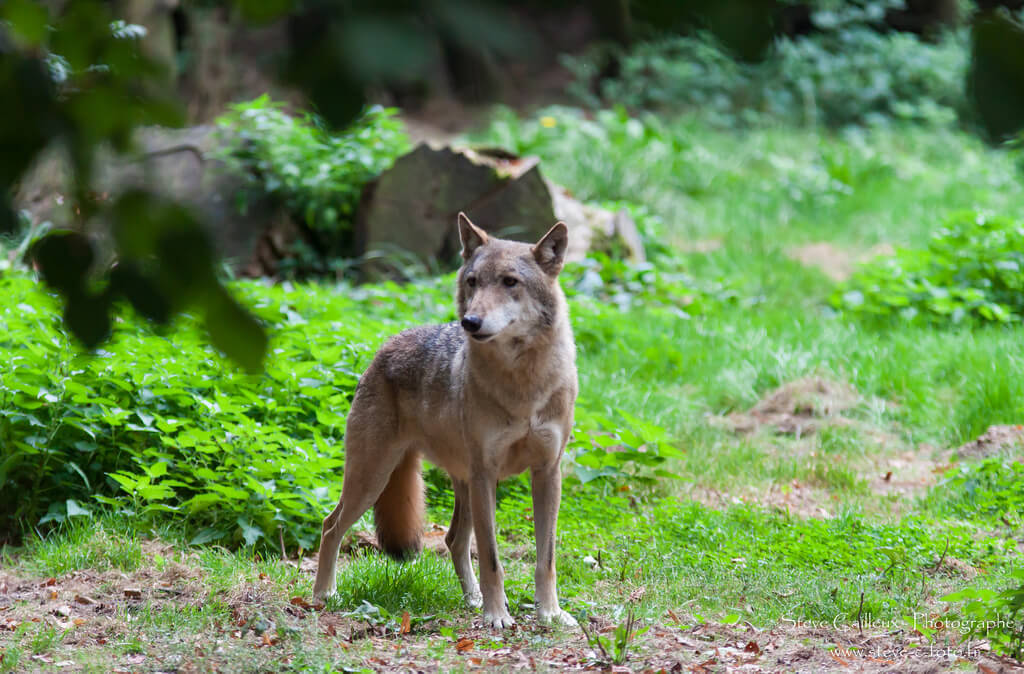 Loup Loup- Zoo de Thoiry - Yvelines