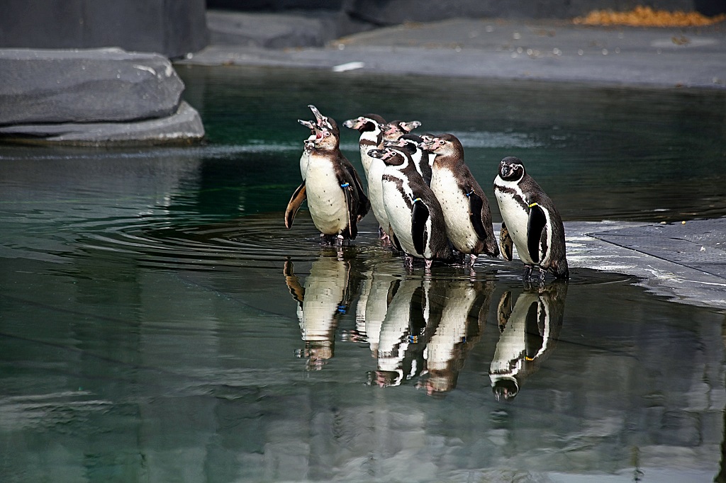 Pinguins Pinguins - Zoo de Vincennes