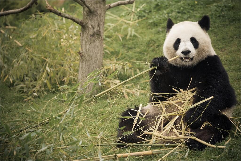 Panda Panda - Zoo de Beauval - Saint Aignan