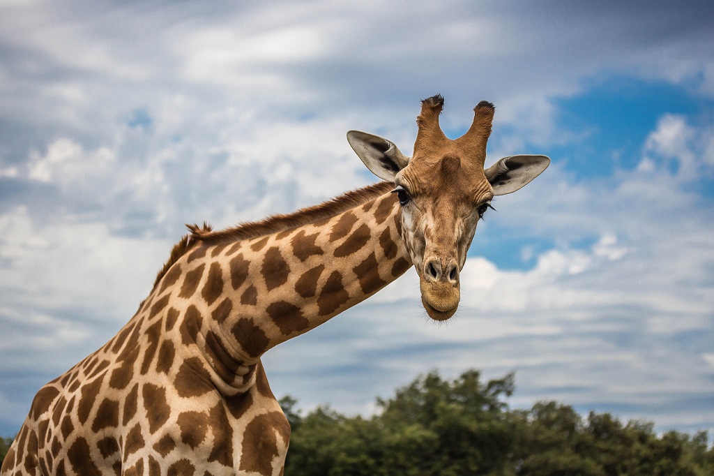 Girafe Girafe - Zoo de la Barben - Près d'Aix en Provence