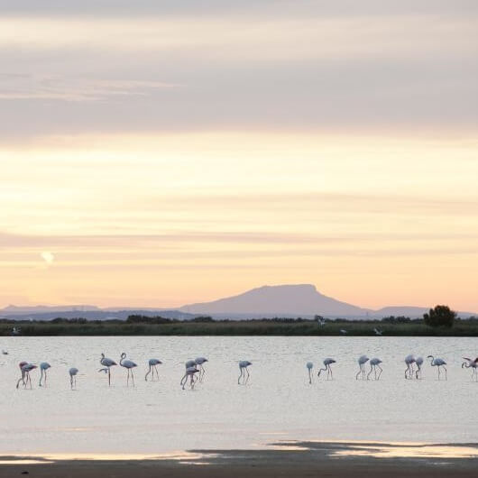 Les Marais du Vigueirat Marais du Vigueirat - Camargue - France