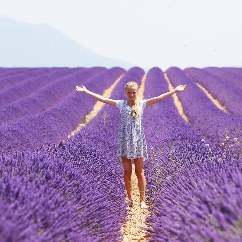 Le plateau de Valensole Plateau de Valensole - Alpes de Haute Provence - France