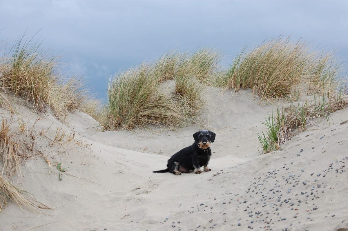 Hundefreundliche Hotels auf Borkum: Art Hotel Bakker