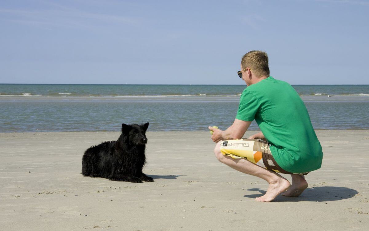 Hund am Strand auf Juist