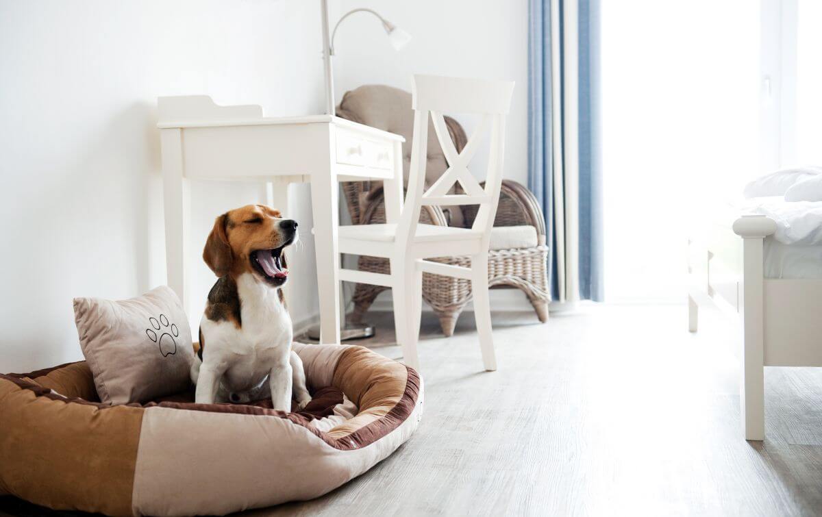 Hund im Hundebett Hotel Pharisäerhof