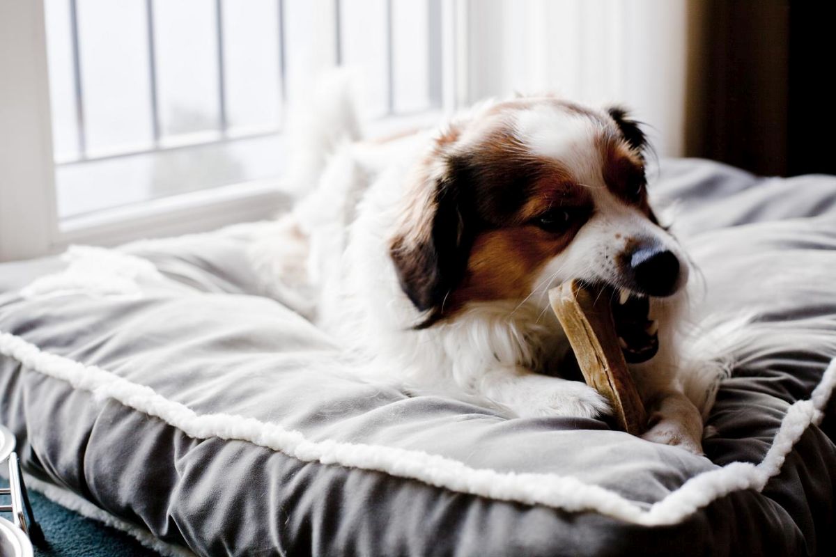 Hund Paul im Bed&Breakfast