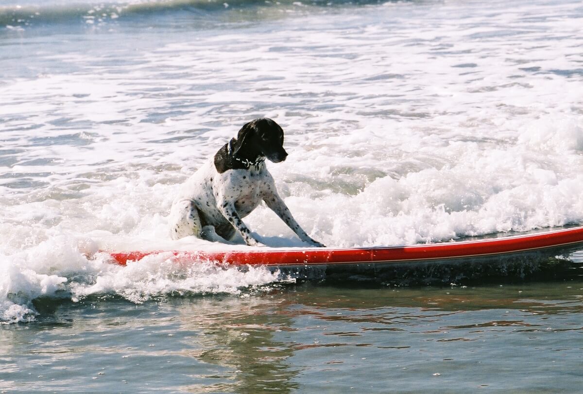 Hund auf Surfbrett