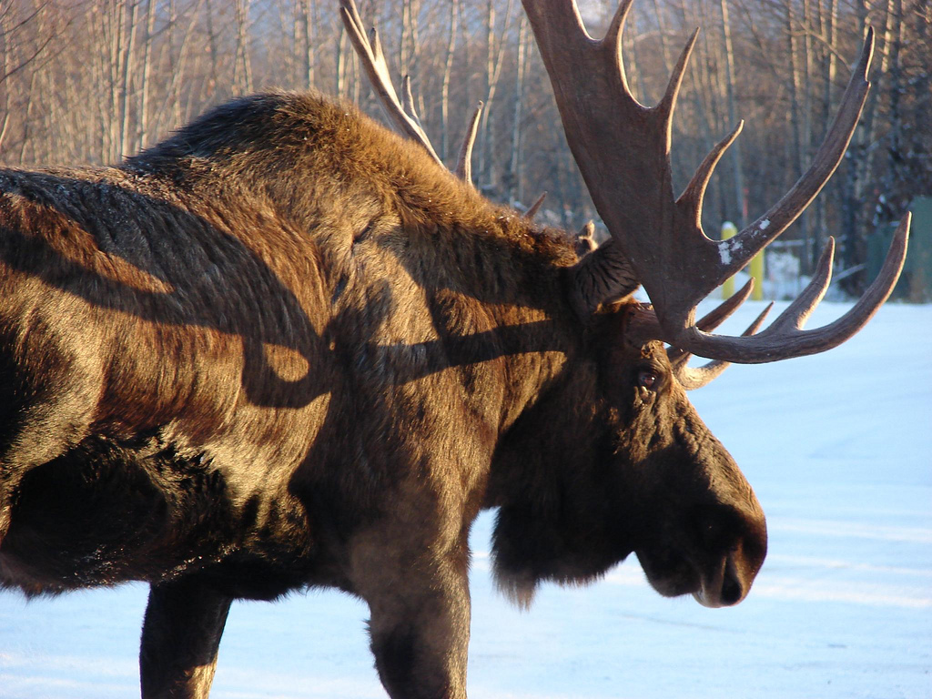 Alce - Flickr Emma Forsberg (CC BY-SA 2.0)