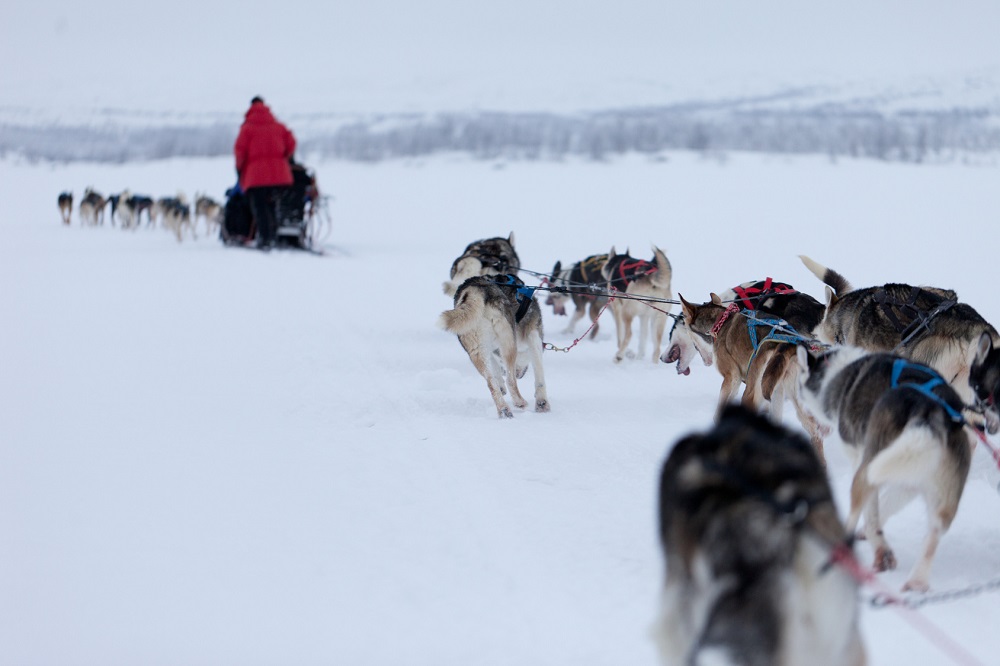 Le slitte trainate dai cani - fotolia © jamenpercy