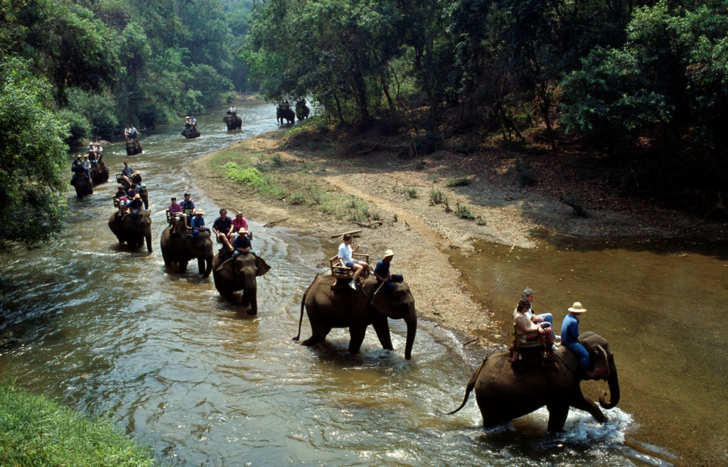 Elefanti a Khao yai - cliccate e scoprite la Thailandia su trivago!