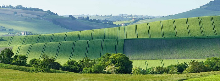 Colline marchigiane