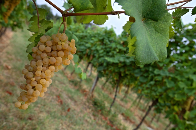Albana - enotecaemrom