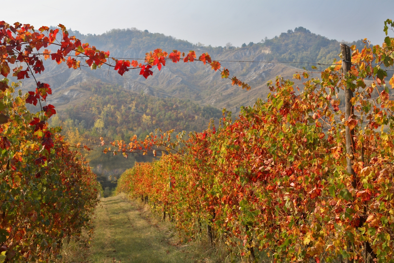 Vigneto dell'Azienda Corte d'Aibo a Monteveglio (Bo) nel periodo autonnale