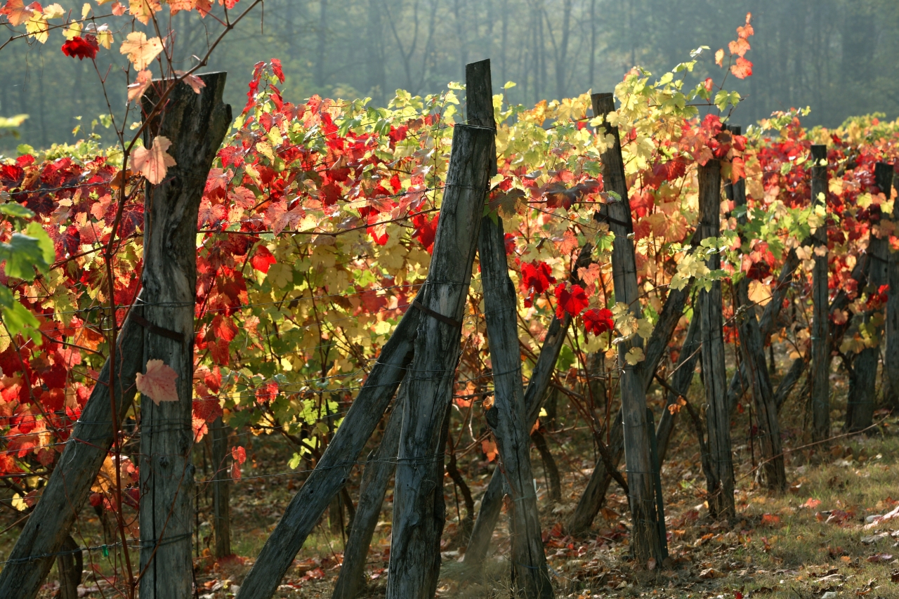 Vigneto autunnale nel parmense