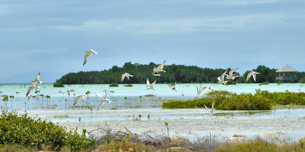 Olango Island