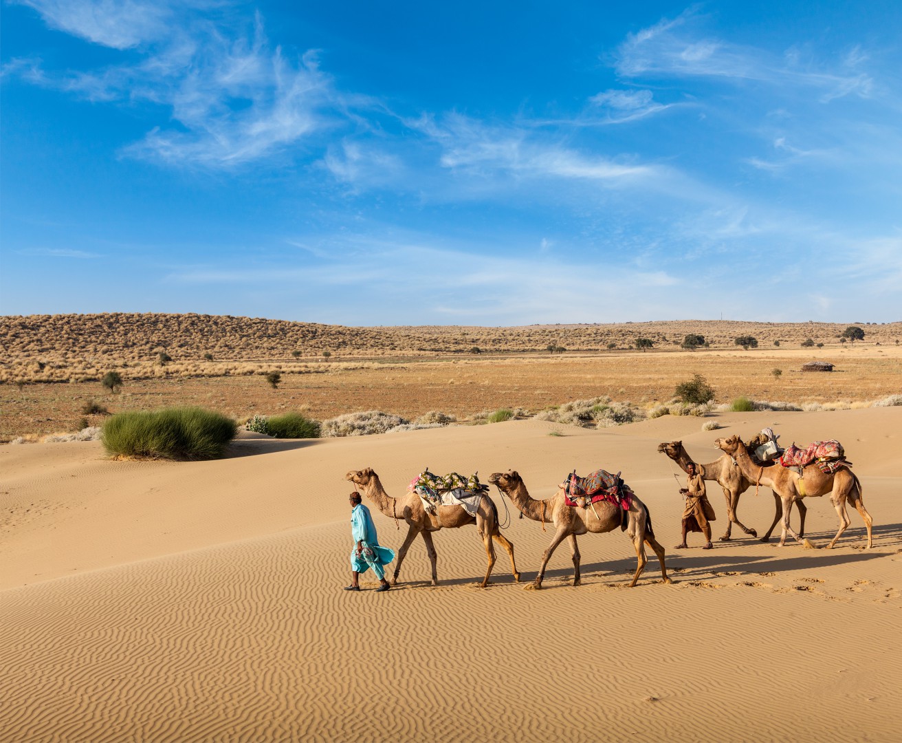 Thar Desert of Rajasthan Two cameleers with camels in dunes of Thar deser