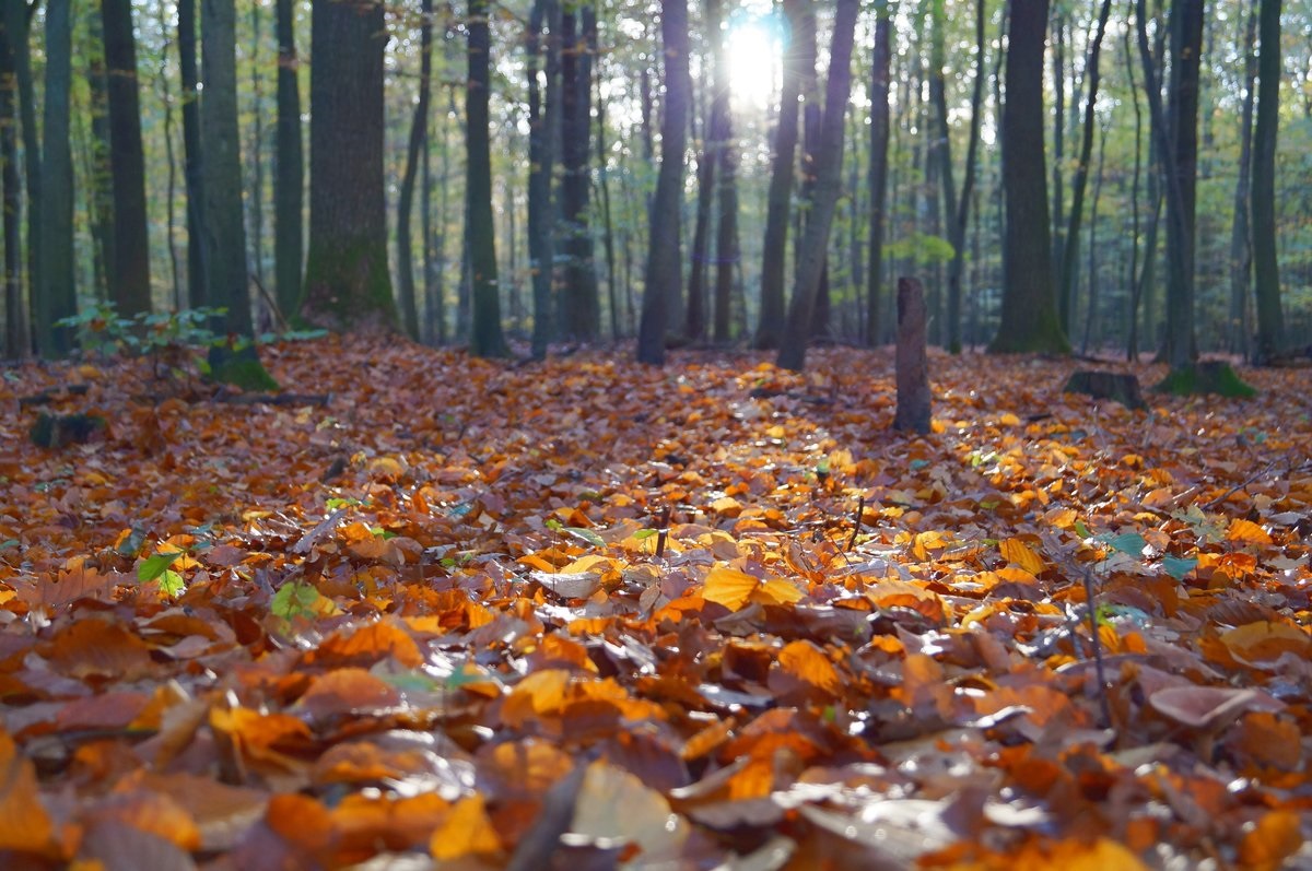 fall-smoky-mountains