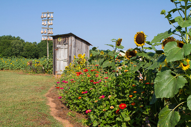 Sunflower Farm in Georgia Mommies and Poppies event at Sunflower Farm (CC) https://www.flickr.com/photos/murph1101/