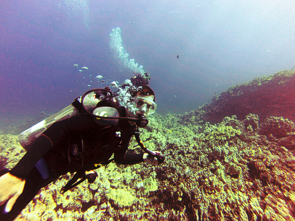 Clear water and bright colors in Hawaii Hawaii Scuba Diving