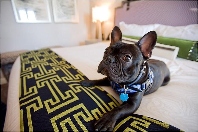 Dog-Friendly hotels Palmomar Dog Friendly Hotel Philadelphia