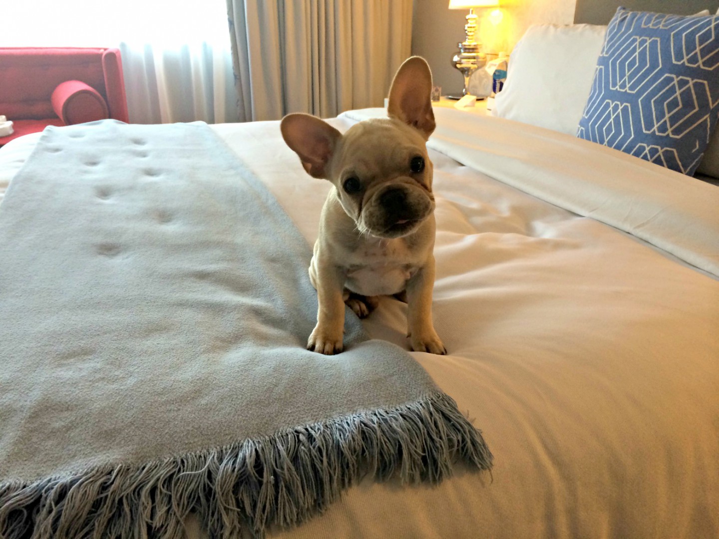 Dog-friendly hotels Dog Friendly Hotels Austin W