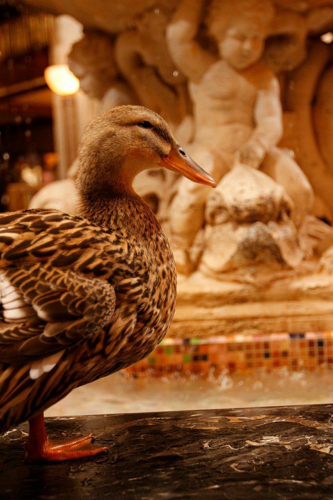 Ducks at The Peabody