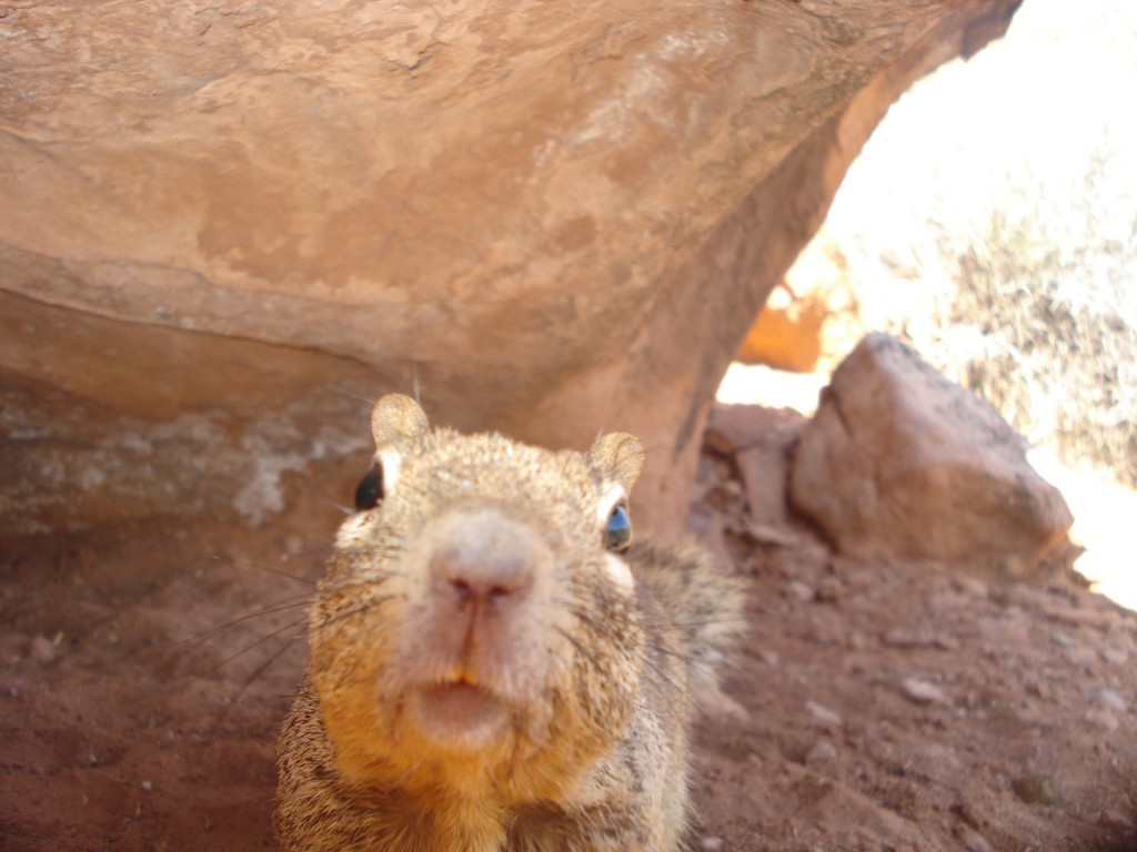 Squirrel Selfies while camping