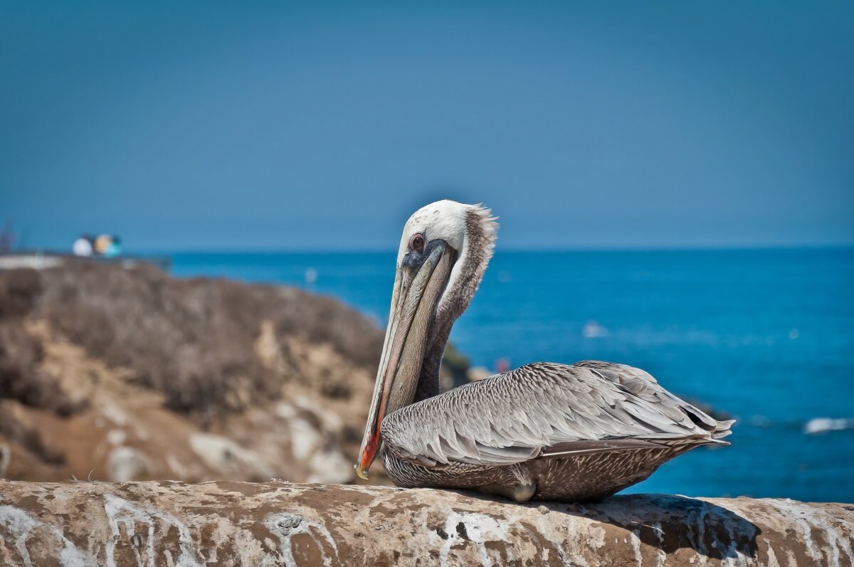 La Jolla is perfect for the Cancer who needs to relax Cancer travel horoscope
