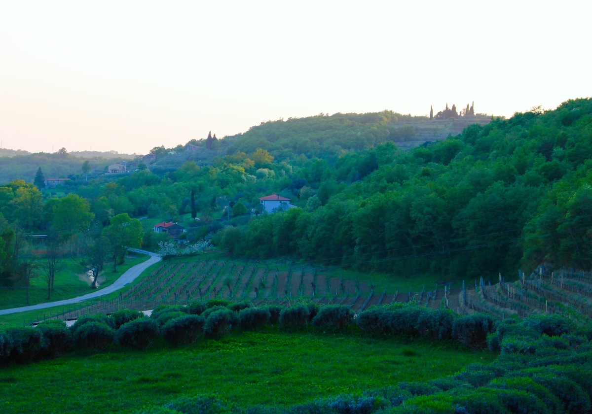 Momjan Kozlovic Vineyards Istria 