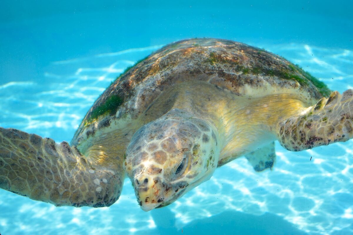 Sea Turtles Florida Keys