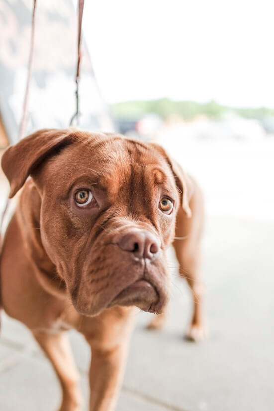 Animal shelter las vegas Dog shelters Las Vegas