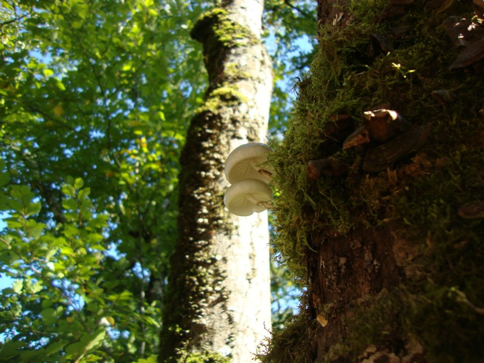 Oudemansiella mucida ruta micológica Oudemansiella mucida