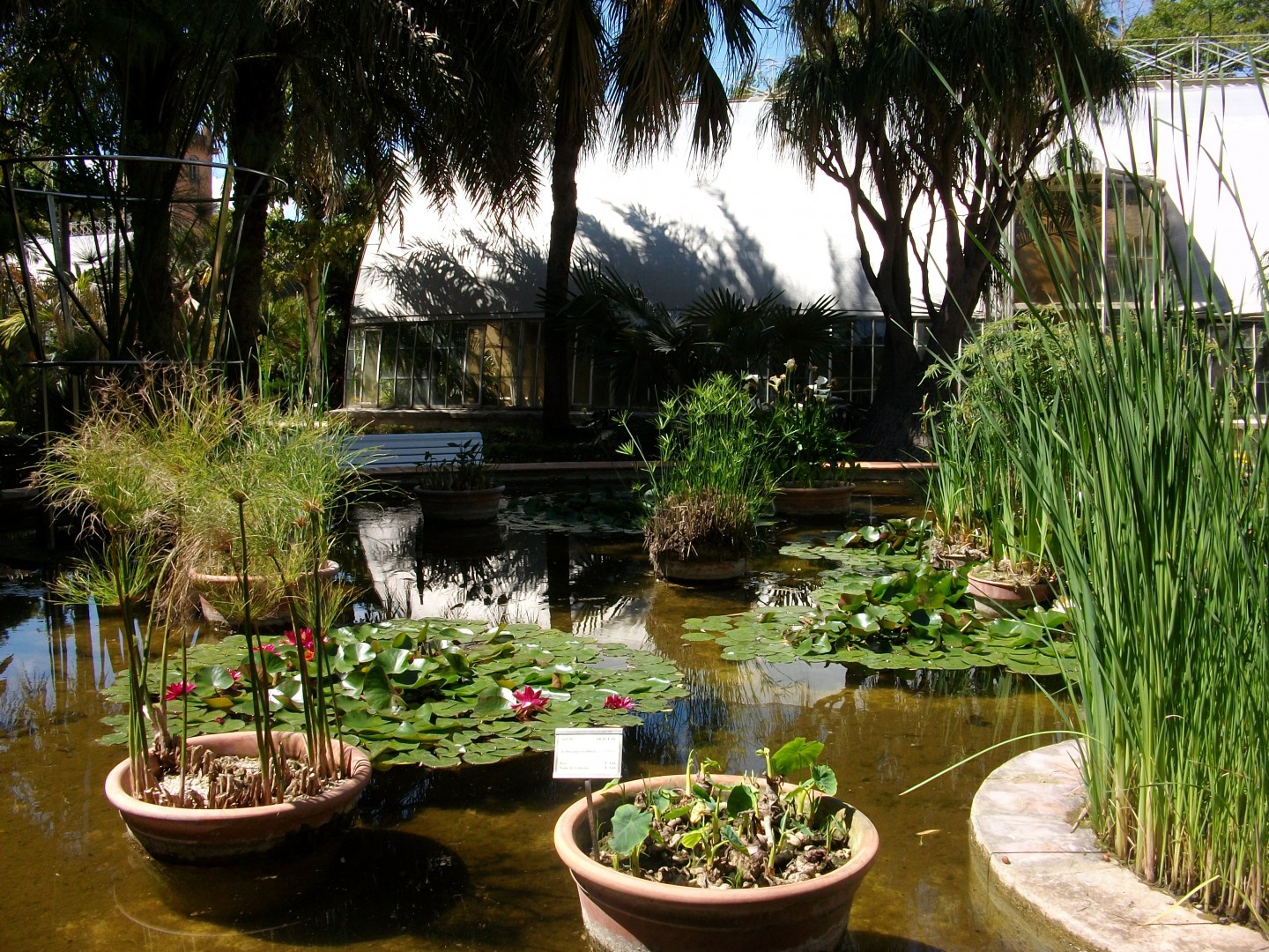 Estanque en el Jardín Botánico de Valencia.