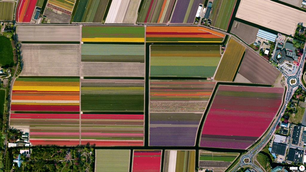 Tulips