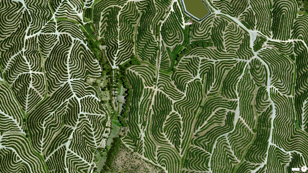 Vineyards