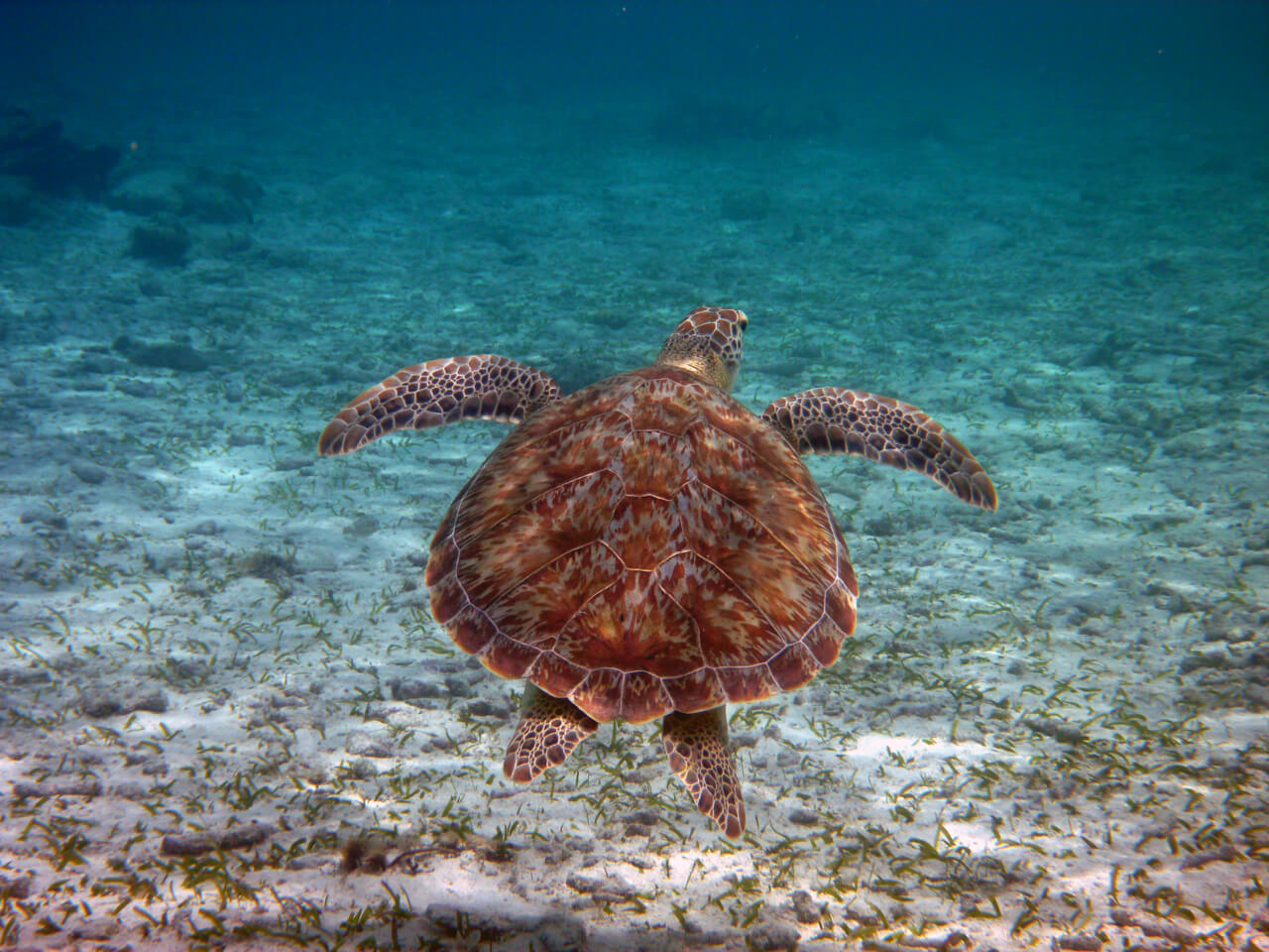 BelizeBarrierReef-turtle