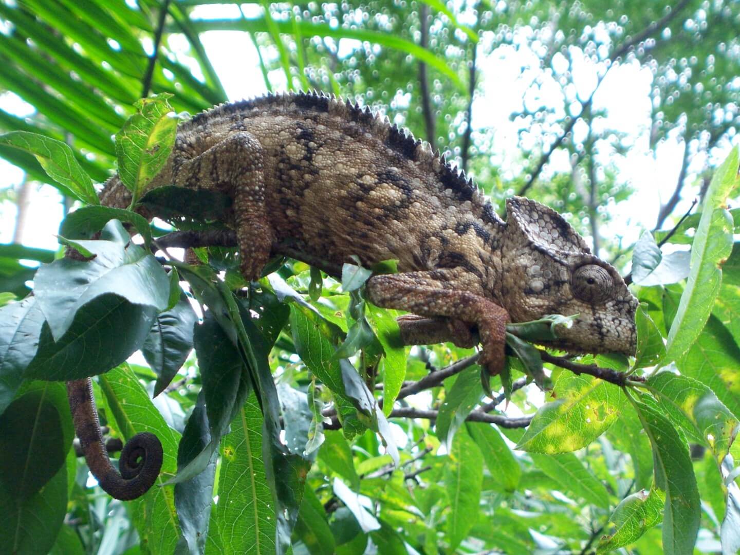 madagascar-by-luc-legay